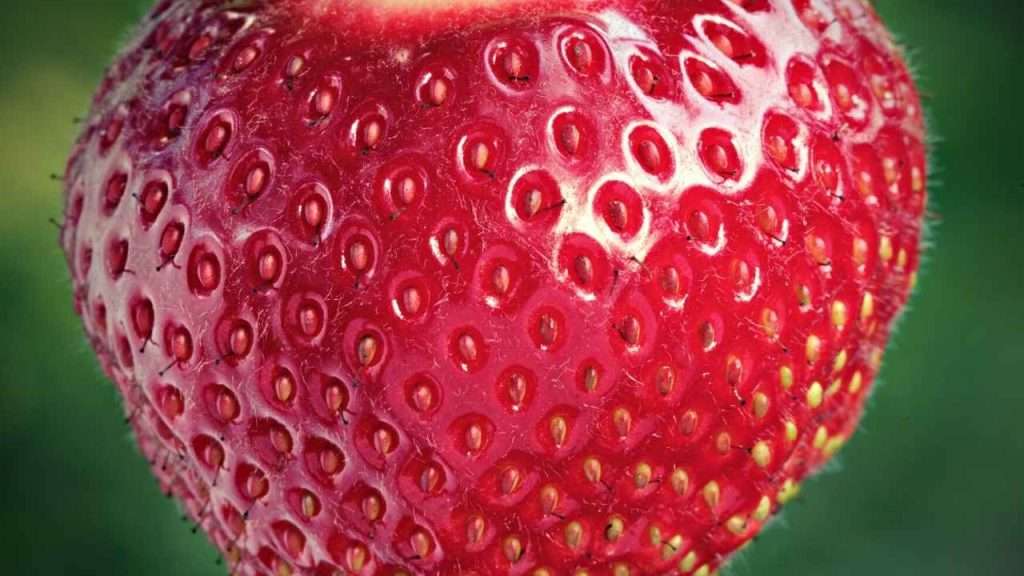 Strawberry Growing Stages - Seeds