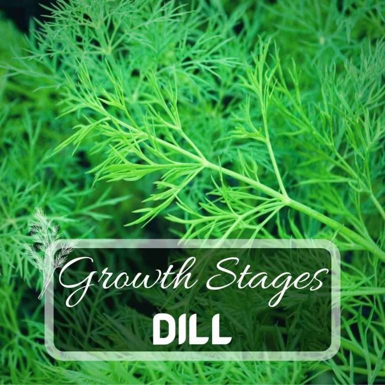 Dill Growing Stages Futured