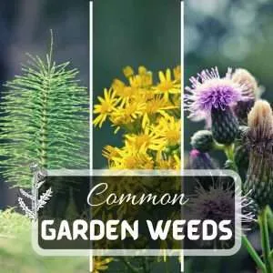 What Are The Most Common Garden Weeds Futured