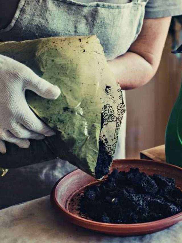 7 Best Potting Soil For Vegetables Story