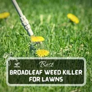 Best Broadleaf Weed Killer For Lawns Futured