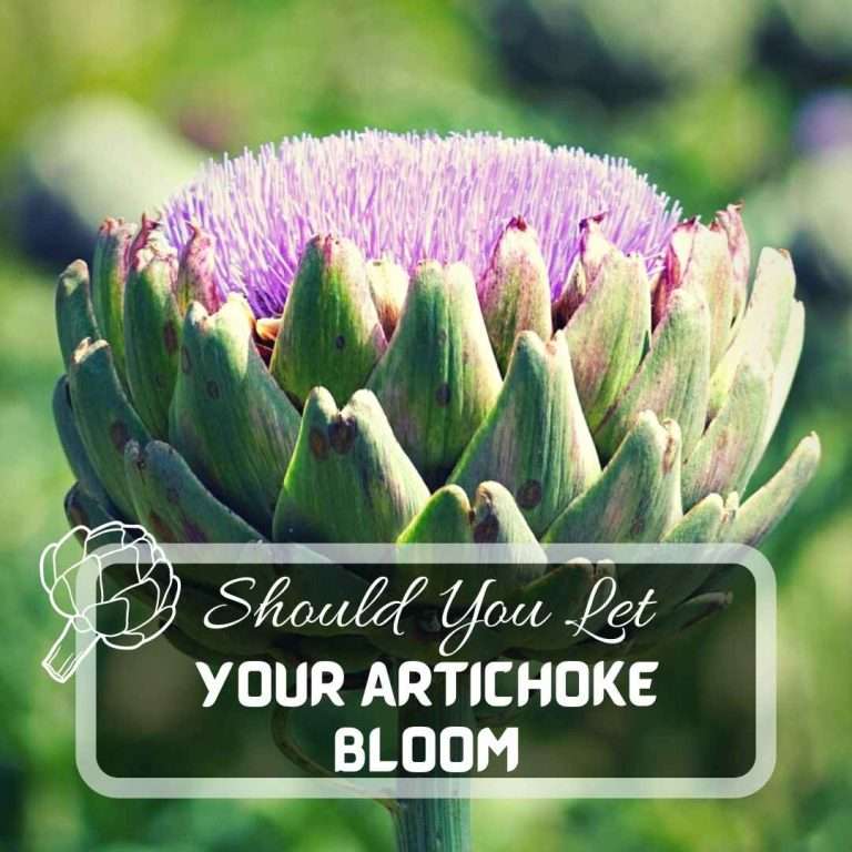 Should You Let Your Artichoke Bloom Futured