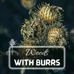 Most Common Weeds With Burrs Futured