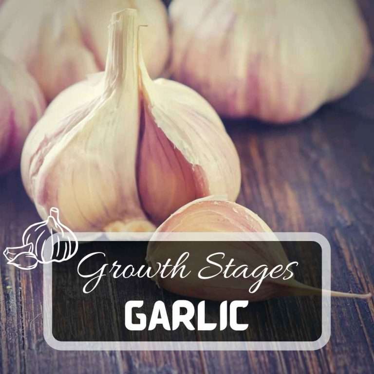 Understanding Garlic Growth Stages Futured