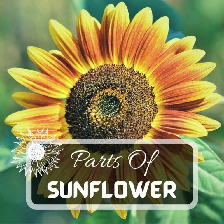 Parts Of A Sunflower Futured