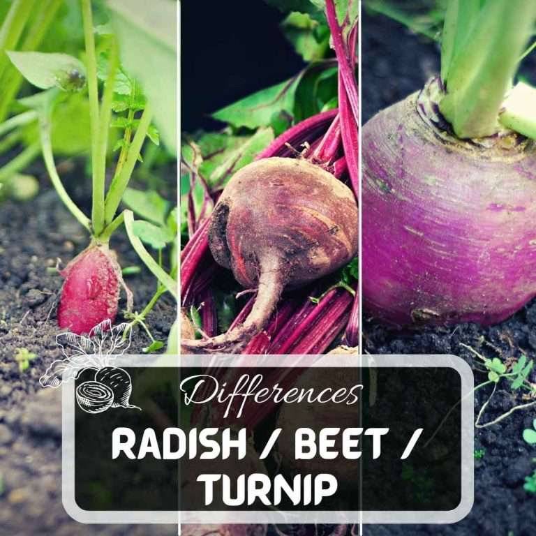 Radish vs Beet vs Turnip, What Are The Differences Futured