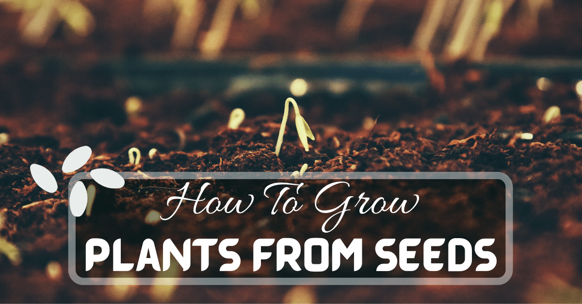 How To Grow Plants From Seeds Step By Step 2023