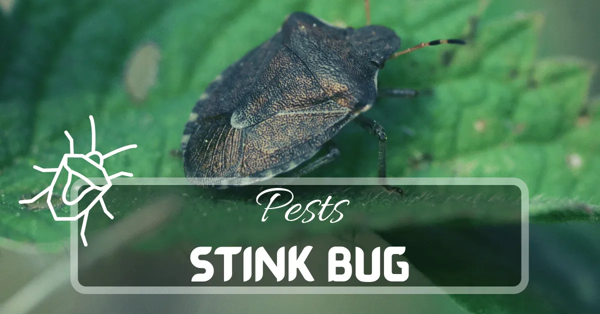 Stink Bug | Everything You Need To Know 2023