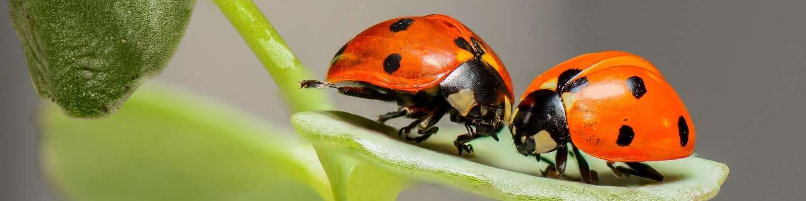 Beneficial Insects hub