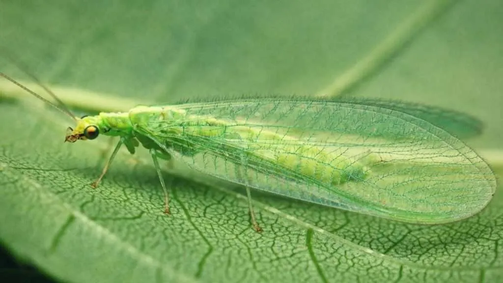 Green Lacewing - Best Solution to Your Pest Problem