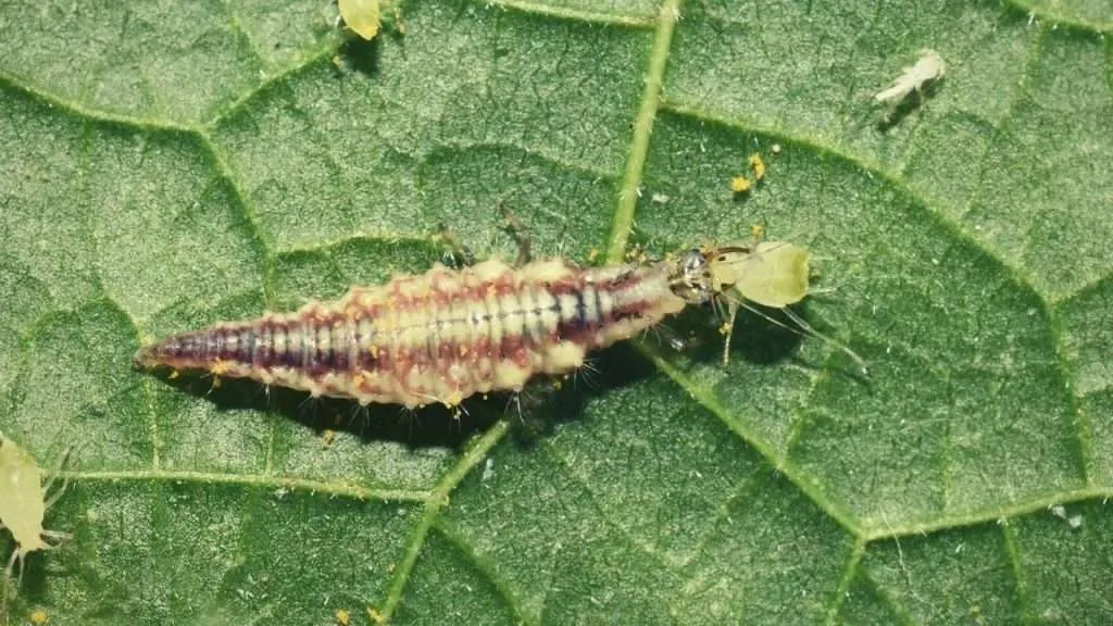 Green Lacewing Larva Eating Aphid