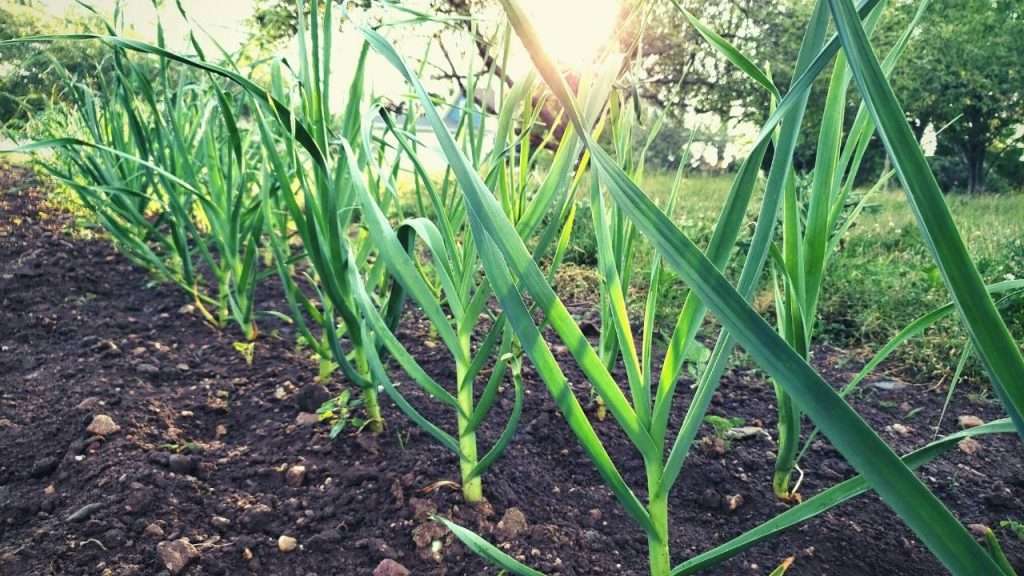 How To Grow Garlic - Care for Garlic Plants