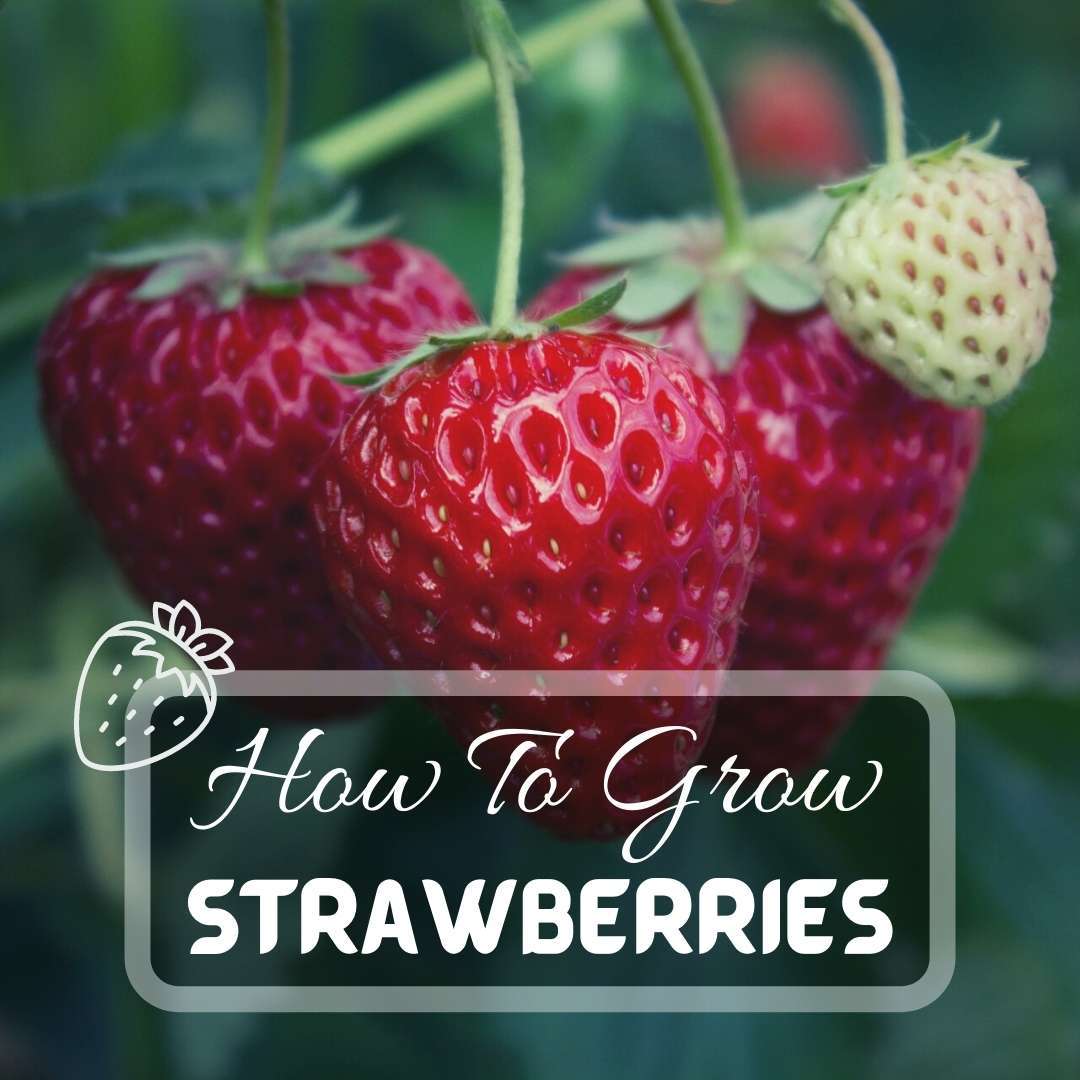 udlejeren Specialist Kritisk How To Grow Strawberries | Easy Step By Step 2023