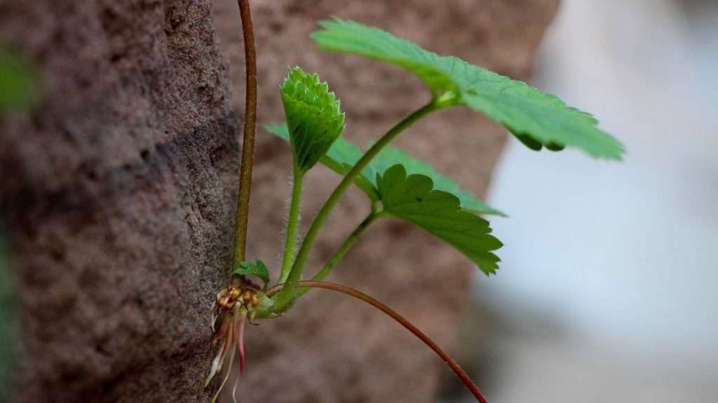 How to Grow Strawberry from Runners