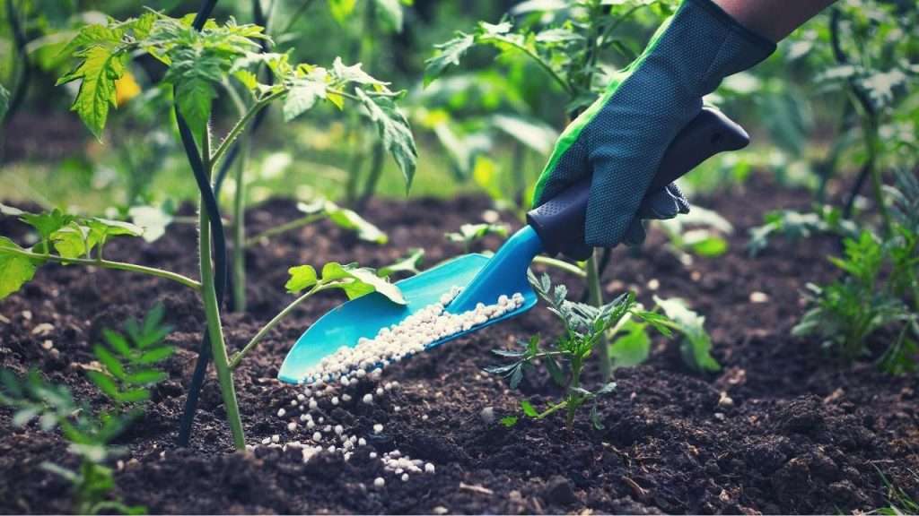 Plant Food vs Fertilizer - What Is Fertilizer
