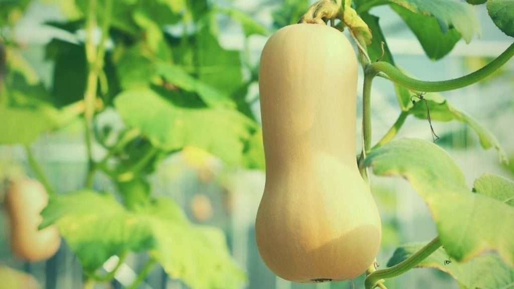 How Many Butternut Squash Per Plant Can You Get?