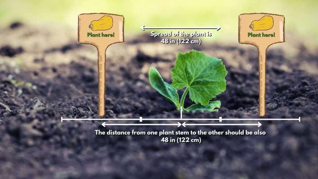 How much space do butternut squash plants need