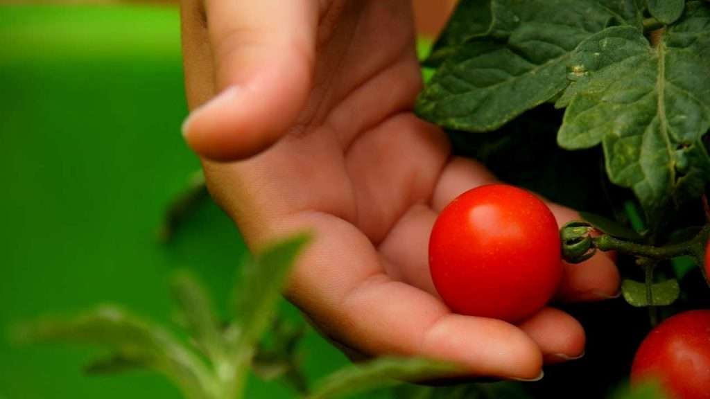How to Grow Tomato Plants From Seeds - Caring for Tomato Plants