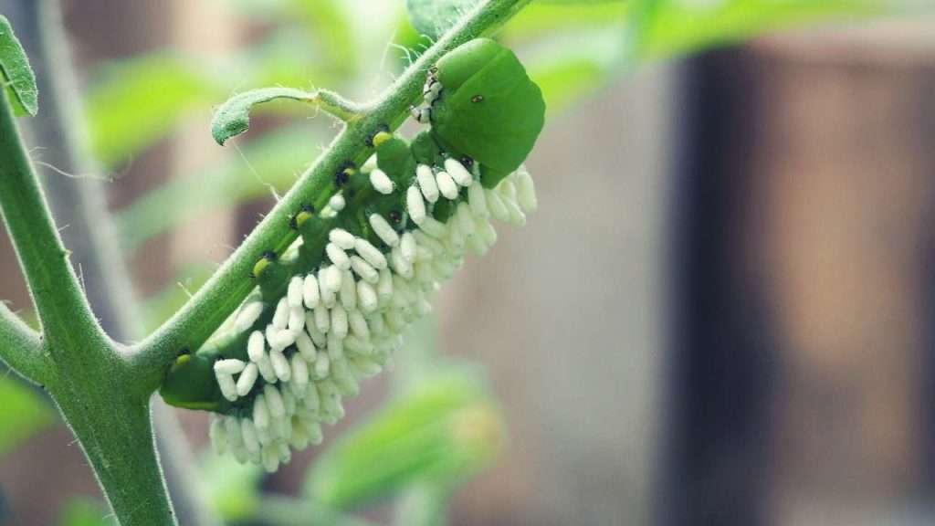 Tomato Hornworm with cocoons of a beneficial parasitic wasp (braconid wasp)