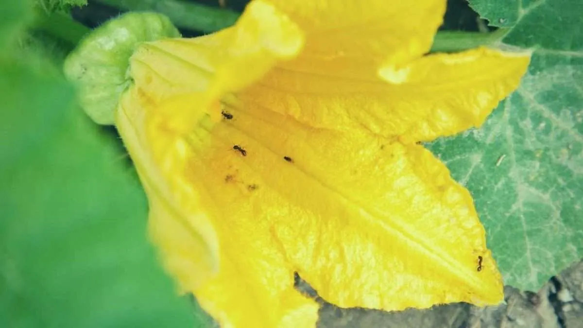 Dealing With Ants On Zucchini Plants 2023   Damage Caused By Ants On Zucchini Plants Scaled 