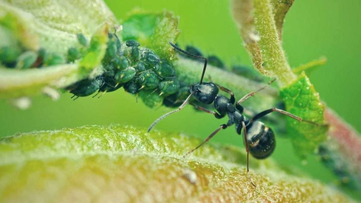 Dealing With Ants On Zucchini Plants 2023   How To Get Rid Of Ants On Zucchini Plants. Control Aphids Scaled 