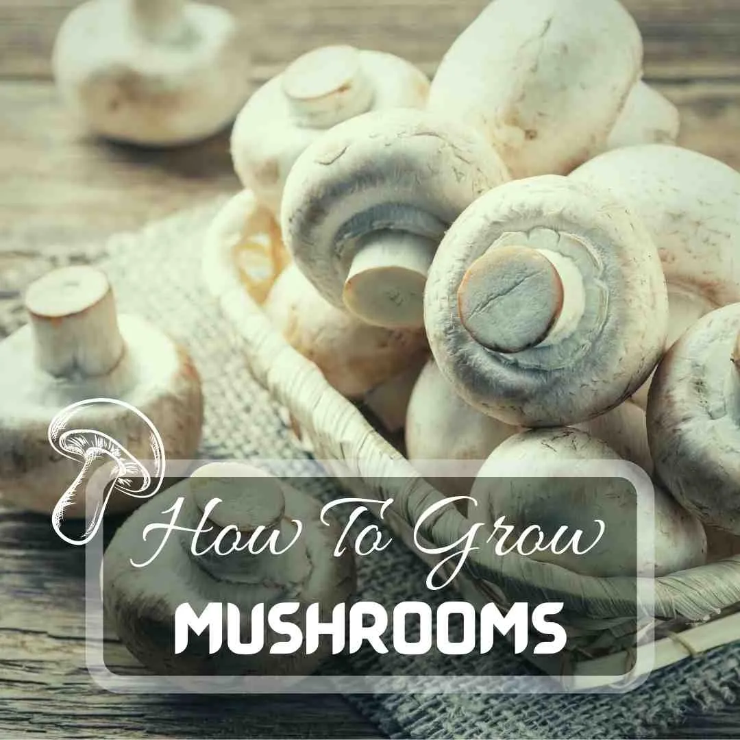 How To Grow Mushrooms | Easy Step By Step 2024