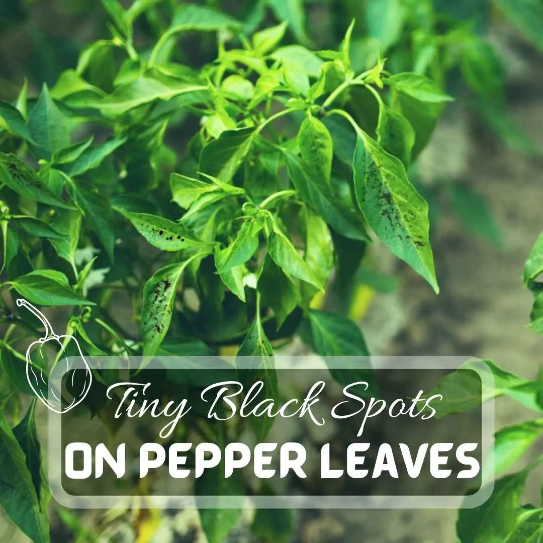 jalapeno pepper plant leaves