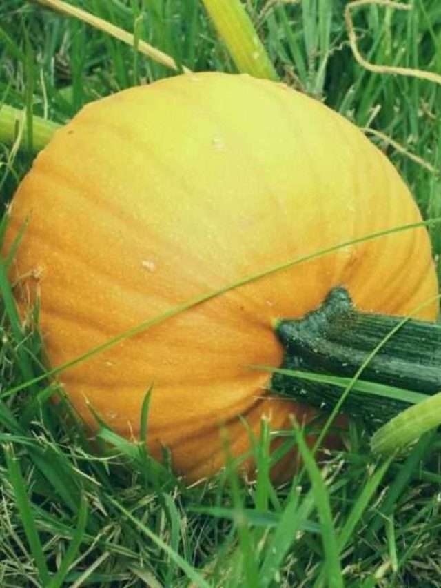 7-pumpkin-growth-stages-story-just-pure-gardening