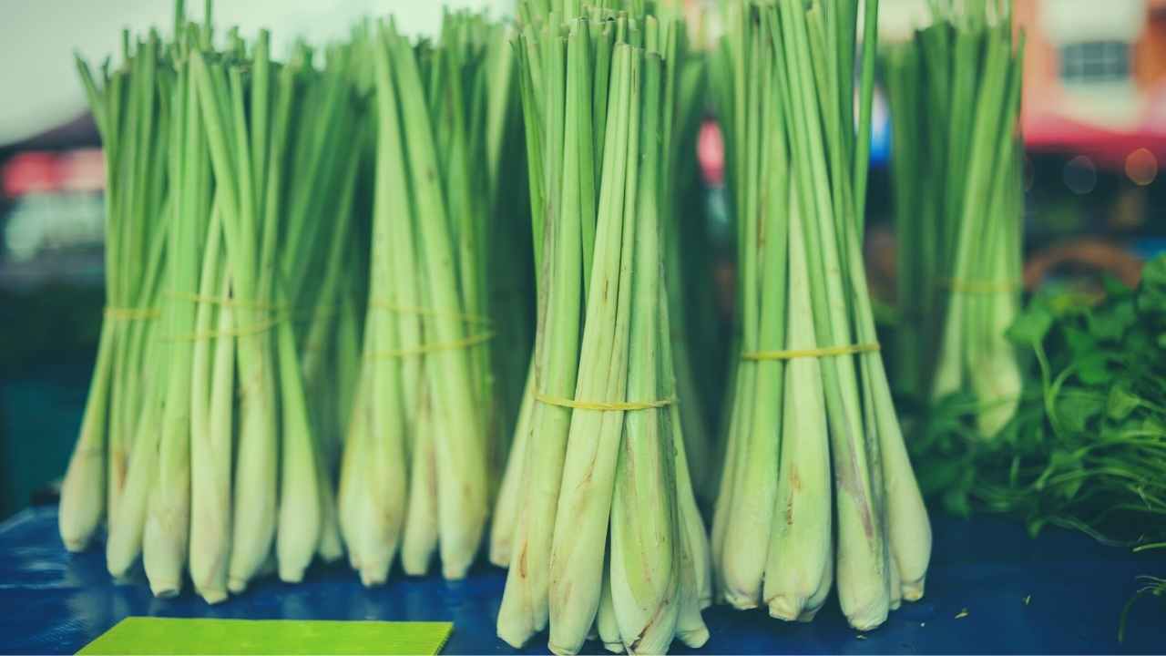 How To Grow Lemongrass In Pots | Just Pure Gardening