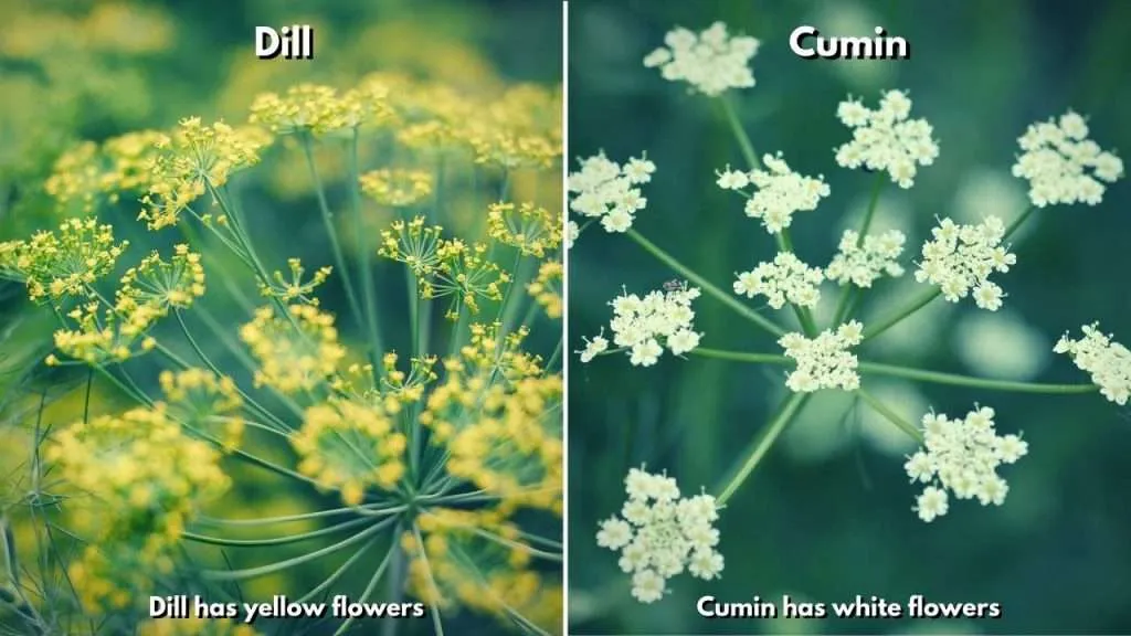 Plants That Look Like Dill - The main differences between dill and cumin