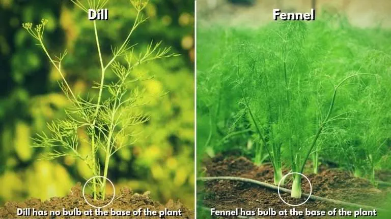 6 Plants That Look Like Dill (Illustrated) | 2024 Just Pure Gardening