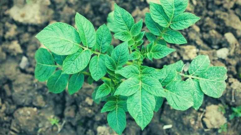 Are Potato Leaves Poisonous Understanding The Risks Just Pure Gardening are-potato-leaves-poisonous-understanding-the-risks-just-pure-gardening