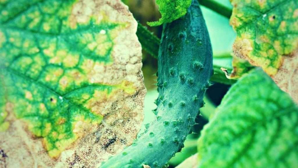 Cucumber Leaves Are Turning Yellow - Pesticides And Herbicides