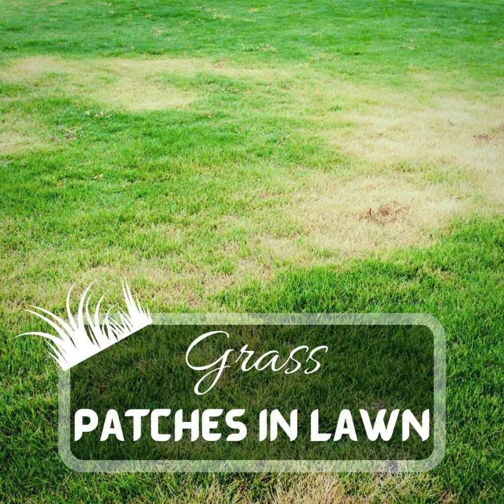 Lawn Care | Just Pure Gardening