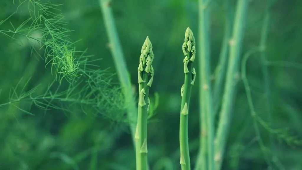 Stages of Growing Asparagus - Care and Maintenance