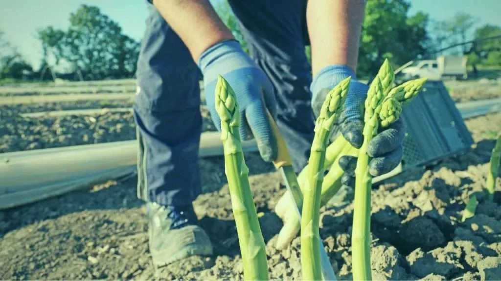 Stages of Growing Asparagus - Harvesting Asparagus