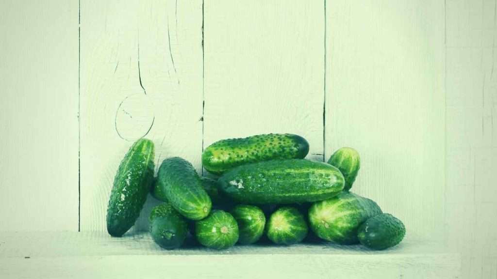 What Is The Typical Shelf Life Of Cucumbers?