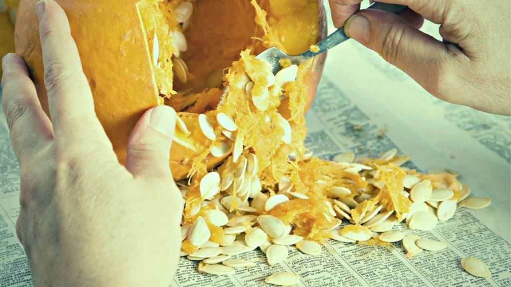 Can You Plant Pumpkin Seeds Straight From The Pumpkin?