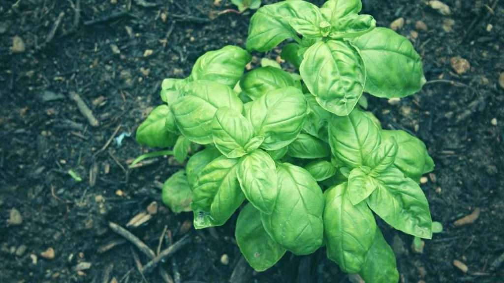 Basil Companion Plants The Ultimate Beginner's Guide