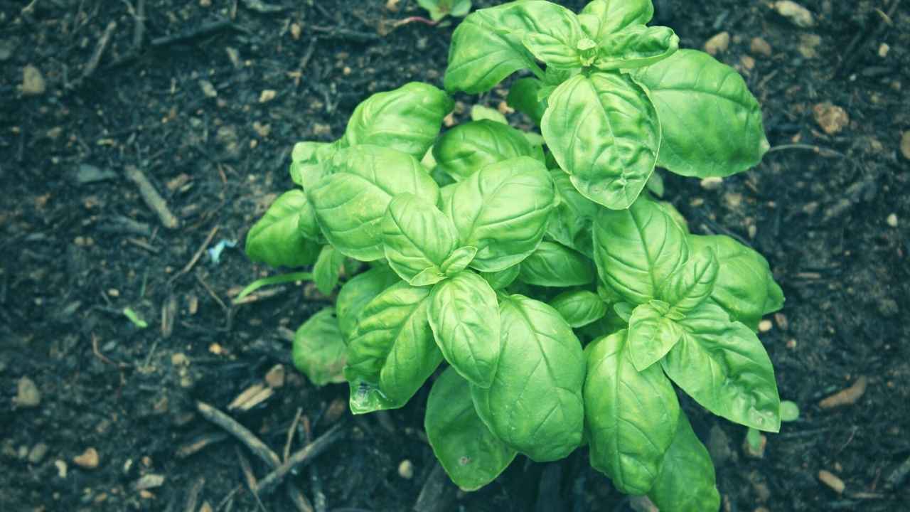 Basil Companion Plants Beginner's Guide January 2024 Just Pure