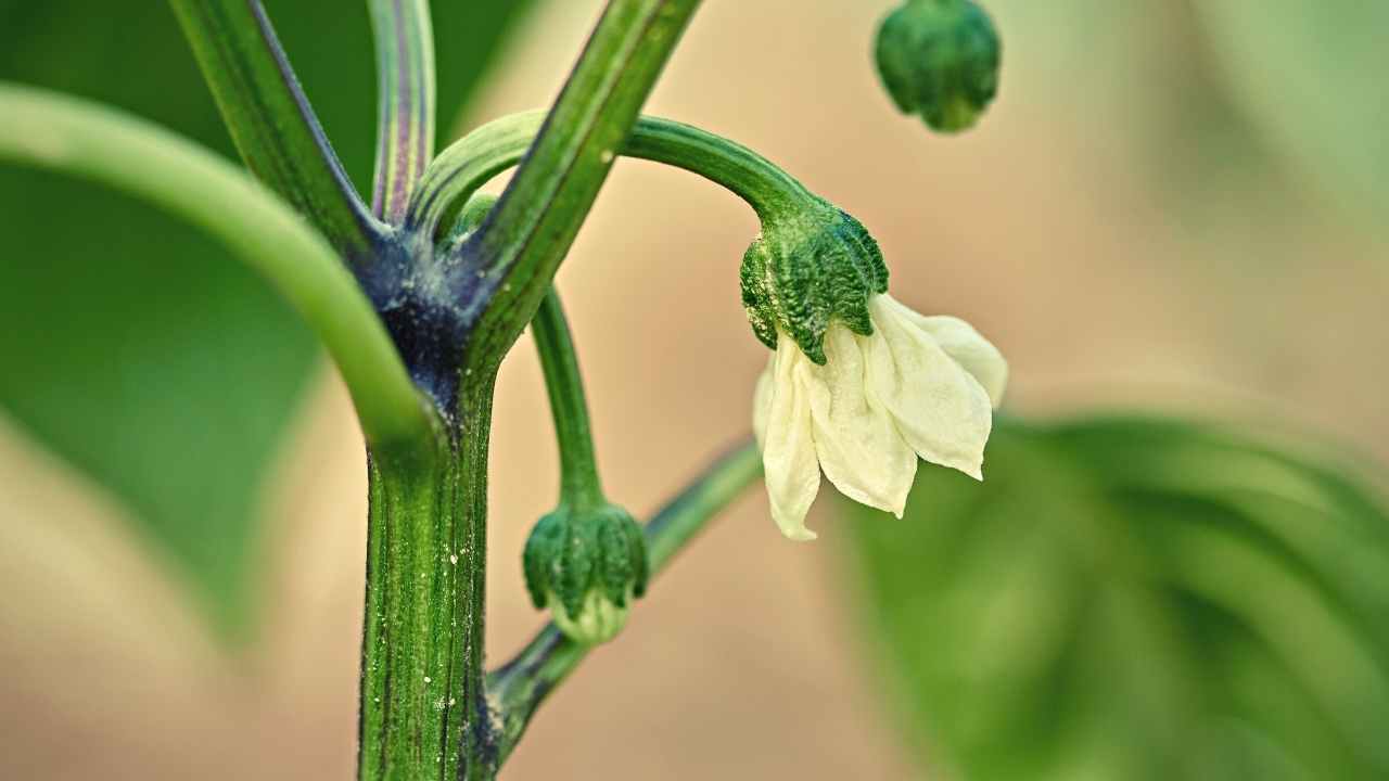 Bell Peppers Growing Stages From Seed To Harvest Just Pure Gardening March