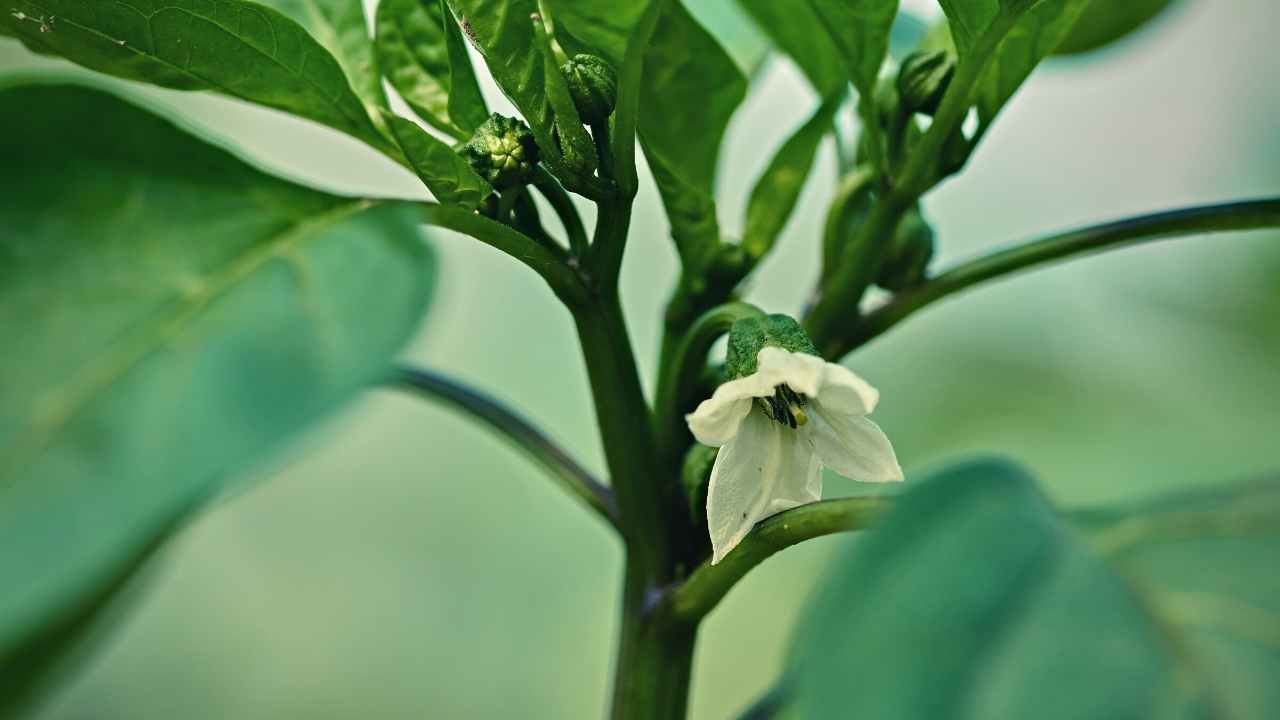 7 Bell Peppers Growing Stages From Seed To Harvest Just Pure