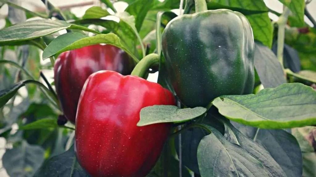 Bell Peppers Growing Stages, Fruit Development