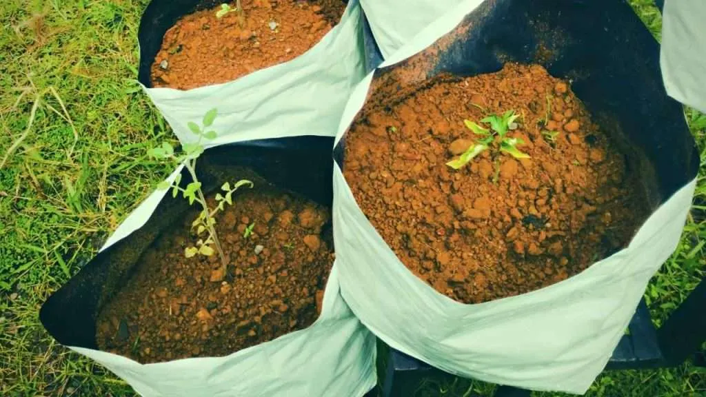 How To Plant Tomatoes In A Grow Bag?