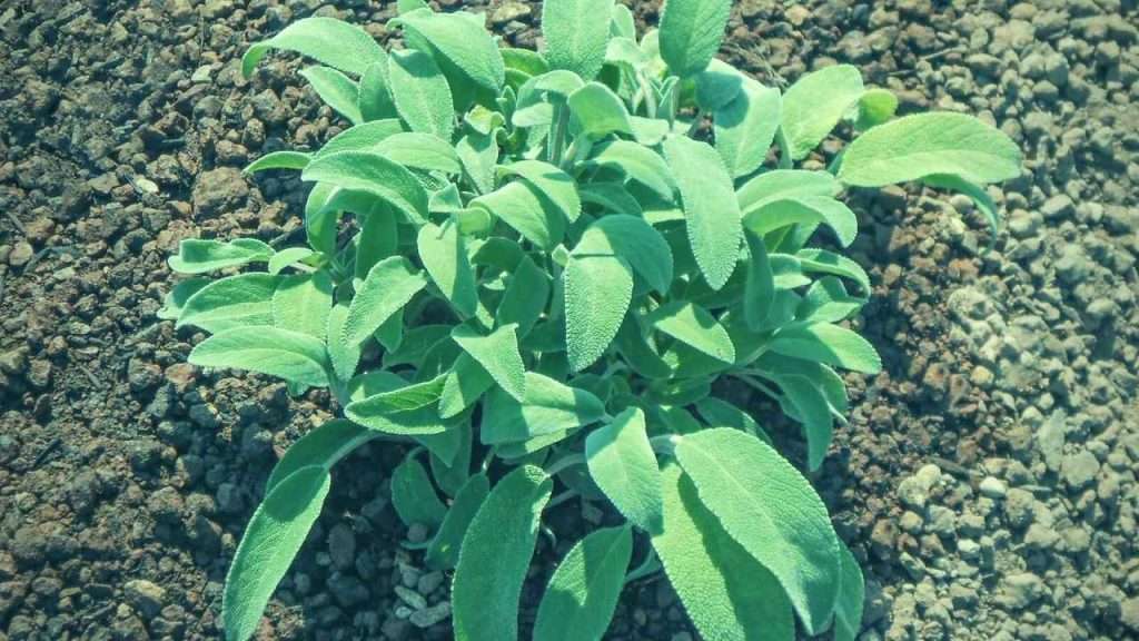 Plants to Avoid Growing With Basil - Sage