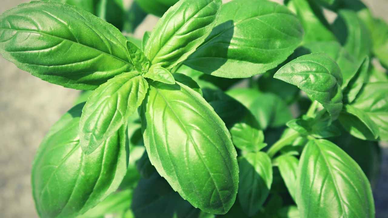 7 Reasons Basil Leaves Wilting: Causes, Solutions And Prevention ...