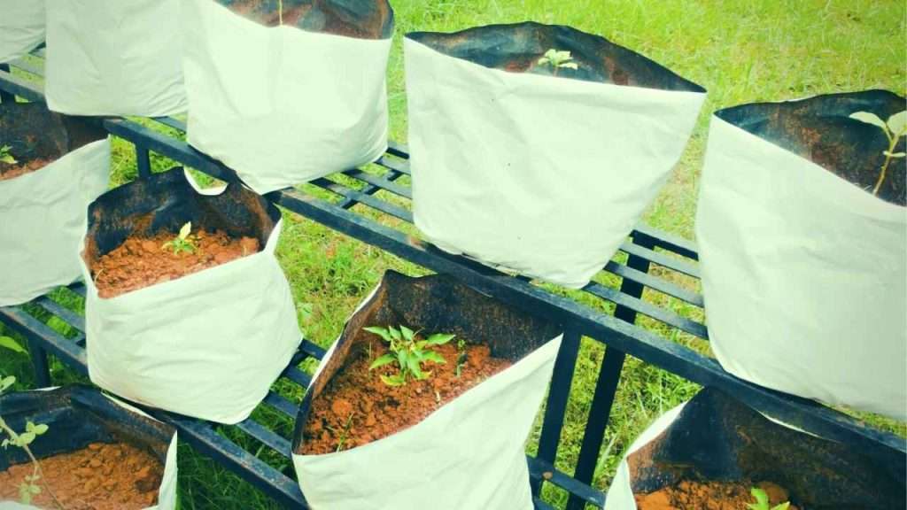 What Size Grow Bag For Tomatoes? Find The Perfect Fit For Your Tomato Plants!