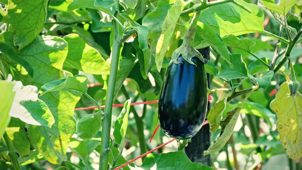 7 Eggplant Growing Stages | Just Pure Gardening | December 2023