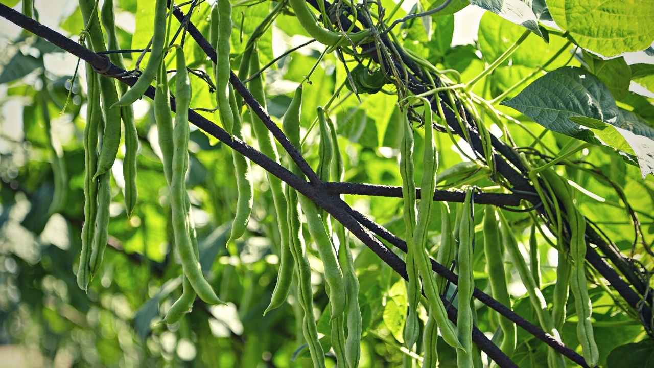 6 Green Bean Plant Stages | September 2023 | Just Pure Gardening