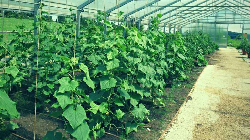 How Many Cucumbers Per Plant Maximizing Your Harvest 2023 Just Pure   Maximizing Cucumber Yield Output 1024x576 